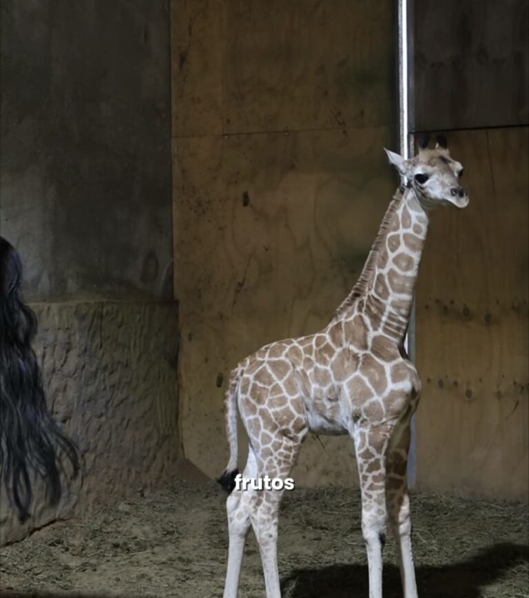 ¡Bienvenida al mundo! Nace jirafa hembra en Bioparque Estrella y llena de esperanza la conservación 🦒