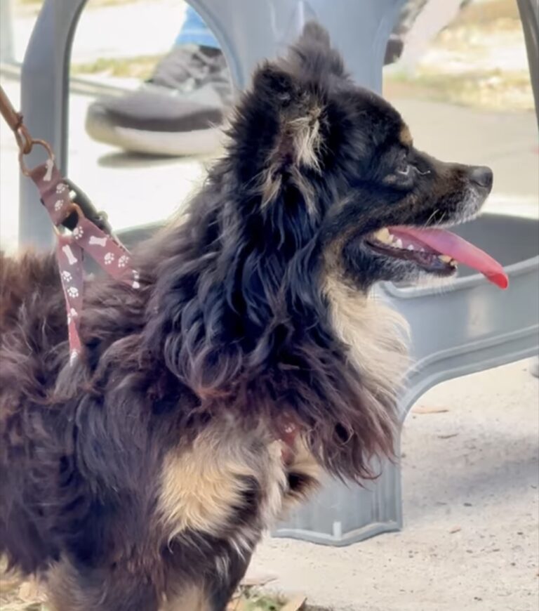 190 lomitos y michis atendidos en Brigada de Bienestar Animal en Palmanova, Cadereyta