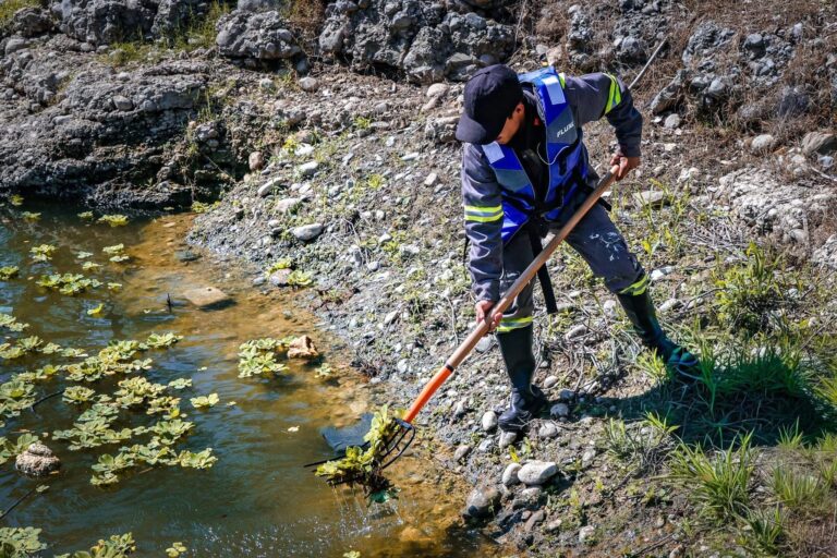 David de la Peña se pone al tiro arrancan brigada contra el lirio que ya se estaba adueñando de la Presa La Boca
