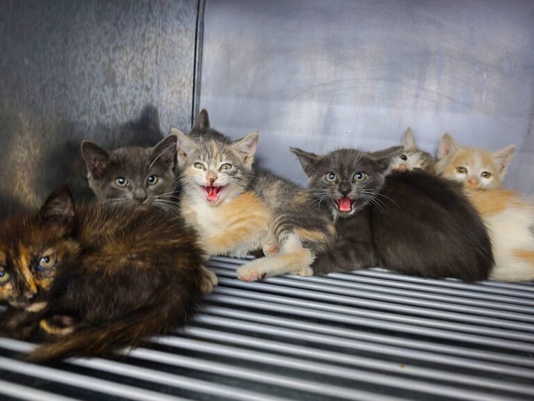 En tiempos de abandono animal, Cadereyta se llena de esperanza: crece la adopción de gatos y Veterinaria La Mascota lidera el cambio