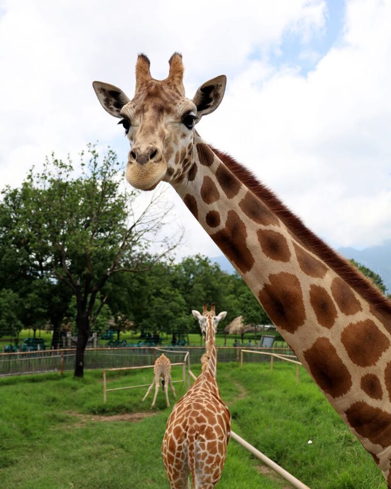 Bioparque Estrella: ¡el planazo para cerrar las vacaciones está en Nuevo León!