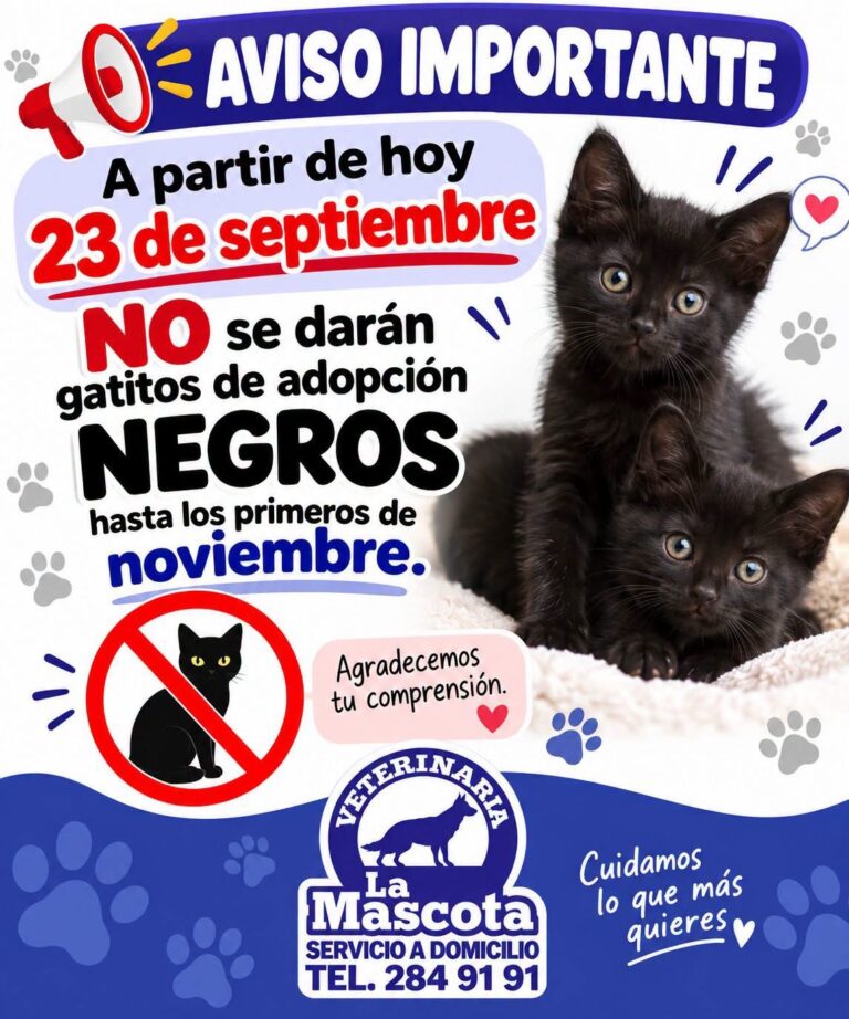 Veterinaria en Cadereyta cancela adopciones de gatos negros por supersticiones, brujería y rituales de Halloween